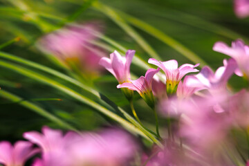 Fototapeta premium Green leaves and Pink woodsorrel under macro photography