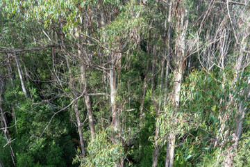 Eucalyptus forest view from a treetop walk in Great Otway National Park, Australia