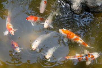 Colorful koi fish in Shukkei-en Japanese garden in Hiroshima, Japan