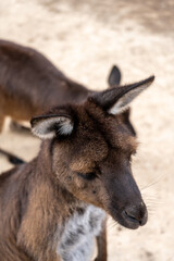 Kangaroos standing on dry ground on Kangaroo Island, Australia