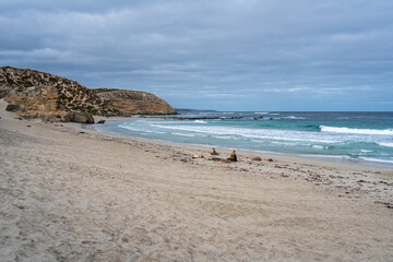 Seals resting on the sandy beach of Seal Bay, in Kangaroo Island, Australia