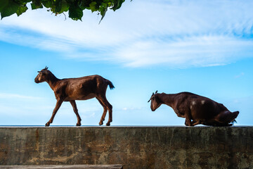 Goat standing on a wall, Malenge Island, Togian Archipelago, Sulawesi, Indonesia