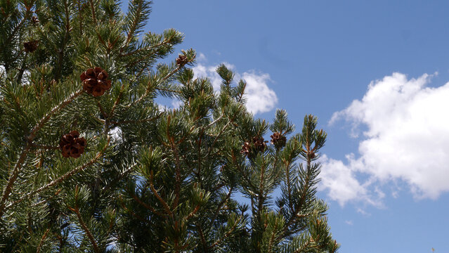 Pinon Pine Cones and Clouds, Santa Fe NM 2025