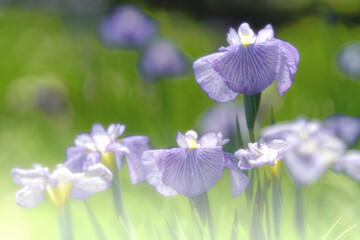 梅雨に咲く紫の花菖蒲