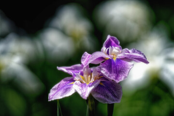 梅雨に咲くハナショウブの花