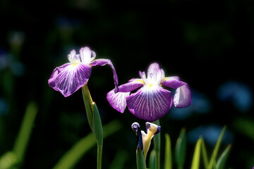 梅雨に咲く紫の花菖蒲