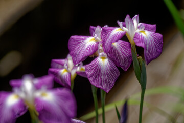 梅雨に咲く紫の花菖蒲
