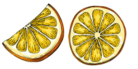 Citrus and Orange Blossom Vintage hand drawing fruit isolated on white background. Tangerine. Organic fruit. Cartoon style. Vector illustration for any design.