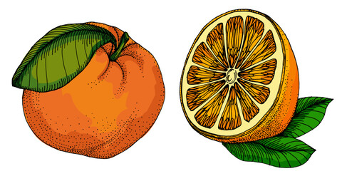 Citrus and Orange Blossom Vintage hand drawing fruit isolated on white background. Tangerine. Organic fruit. Cartoon style. Vector illustration for any design.