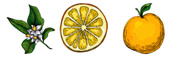 Citrus and Orange Blossom Vintage hand drawing fruit isolated on white background. Tangerine. Organic fruit. Cartoon style. Vector illustration for any design.