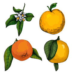 Citrus and Orange Blossom Vintage hand drawing fruit isolated on white background. Tangerine. Organic fruit. Cartoon style. Vector illustration for any design.