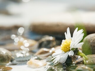 A lone daisy blossoms near the River Avon. Sun glints off water and stones, creating bokeh that...