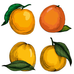 Citrus and Orange Blossom Vintage hand drawing fruit isolated on white background. Tangerine. Organic fruit. Cartoon style. Vector illustration for any design.