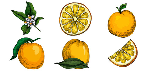 Citrus and Orange Blossom Vintage hand drawing fruit isolated on white background. Tangerine. Organic fruit. Cartoon style. Vector illustration for any design.