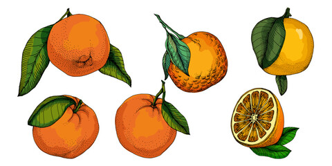 Citrus and Orange Blossom Vintage hand drawing fruit isolated on white background. Tangerine. Organic fruit. Cartoon style. Vector illustration for any design.