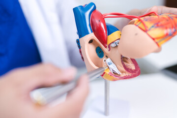 At the hospital, the cardiologist provided a thorough consultation to the patient, monitoring the...