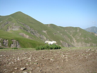 sheep on the mountain