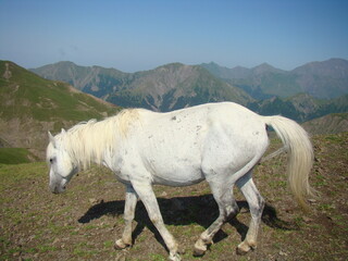 white horse in the field