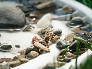 A Honeybee pauses on a pile of stones within a birdbath, drinking water. The Summer sun shines brightly, and the bee takes a moment to hydrate amidst its busy day collecting nectar