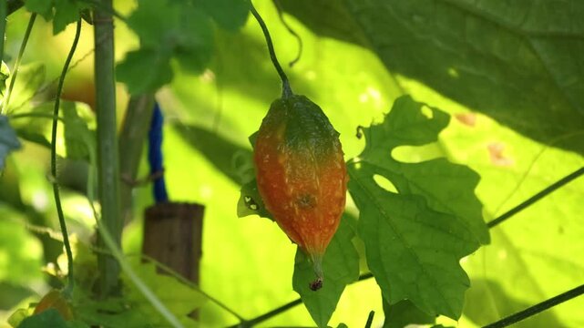 Bitter melon on the tree