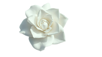 Fresh gardenia flower Transparent background, PNG file