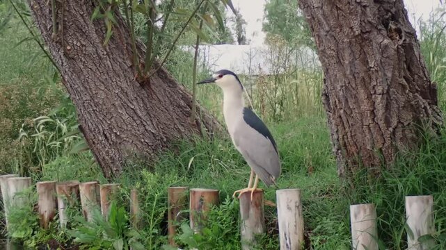 Huaco Bird spotted in Xochimilco during a tranquil morning stroll
