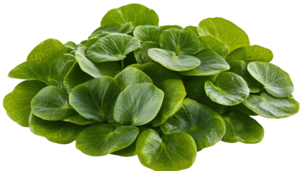 Fresh green purslane leaves with thick fleshy texture and short stems, Transparent background, PNG file