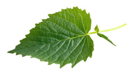 Fresh natural honey jar Transparent background, PNG file