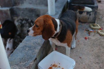 Beagle eats from a container on the street. Pet care concept