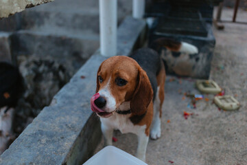 Beagle eats from a container on the street. Pet care concept