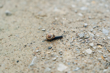 Snail on a Country Path