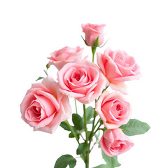 bouquet of pink roses