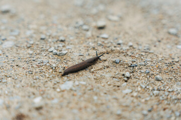Snail on a Country Path