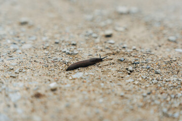 Snail on a Country Path