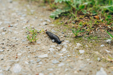 Snail on a Country Path