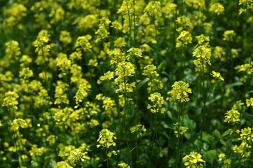 close up of mustard flower growing photo