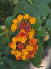 West Indian Lantana (Lantana camara), Family: Verbenaceae
