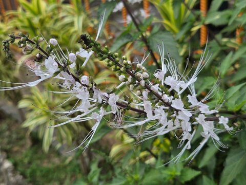 Orthosiphon aristatus Plant cat whiskers or Java tea, Family: Lamiaceae