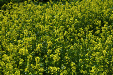 close up of mustard flower growing photo