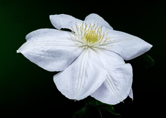 Beautiful White Clematis Flower on Green