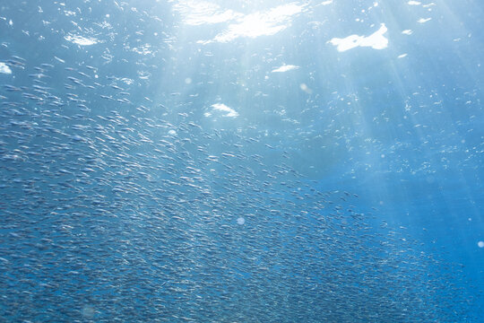 A dense aggregation of lanternfish