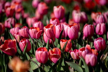 Tulips in bloom in the spring.