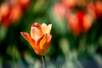 Single tulip in a bed of flowers.