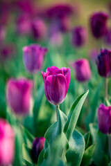 Obraz premium Tulips in bloom in the spring.