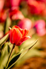 Fototapeta premium Single tulip in a bed of flowers.