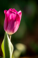 Naklejka premium Single tulip in a bed of flowers.