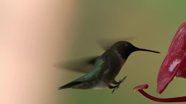 slow-mo of Humming bird hovering and feeding