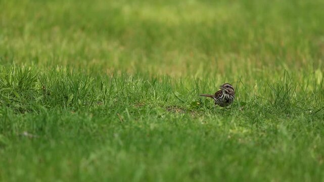 Sparrow eating bugs off lawn