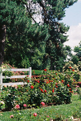 nostalgic film photo of wild rose gardens