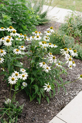 Kalimeris flowers in landscape bed